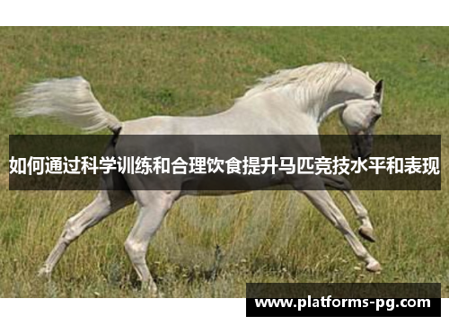 如何通过科学训练和合理饮食提升马匹竞技水平和表现